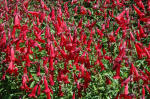 Penstemon Burgundy